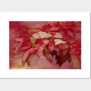 Peppermint Candy Colored Poinsettias Digital Art Posters and Art